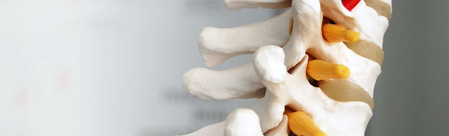 Modelo anatómico da coluna vertebral, com as vértebras, os discos intervertebrais e as raízes nervosas